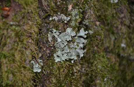 Eichen-Wimper-Staubflechte (Parmotrema chinense) - © Bernard Wieser Eichen-Wimper-Staubflechte (Parmotrema chinense) - © Bernard Wieser
