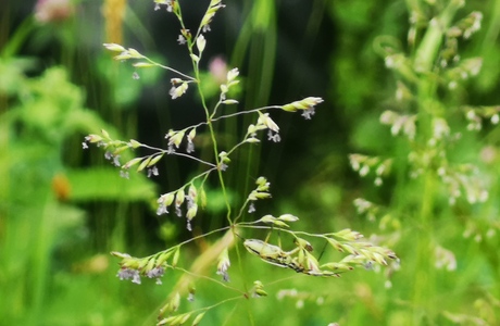 Gewöhnliches Rispengras (Poa trivialis) - © Bernard Wieser