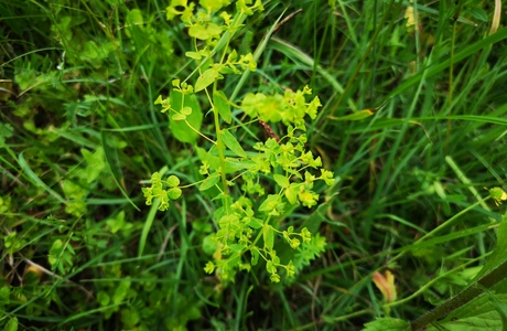 Breitblatt-Wolfsmilch (Euphorbia platyphyllos subsp. platyphyllos) - © Bernard Wieser Breitblatt-Wolfsmilch (Euphorbia platyphyllos subsp. platyphyllos) - © Bernard Wieser
