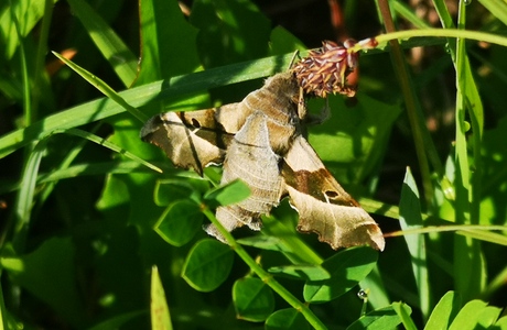 Nachtkerzenschwärmer (Proserpinus proserpina) - © Bernard Wieser