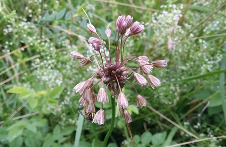 Kohl-Lauch (Allium oleraceum) - © Bernard Wieser Kohl-Lauch (Allium oleraceum) - © Bernard Wieser