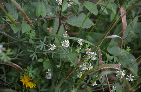 Krautiger Backenklee (Dorycnium herbaceum) - © Bernard Wieser