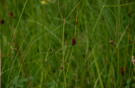 Knäuel-Binse (Juncus conglomeratus) - © Bernard Wieser