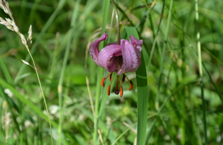 Türkenbund-Lilie (Lilium martagon) - © Bernard Wieser Türkenbund-Lilie (Lilium martagon) - © Bernard Wieser