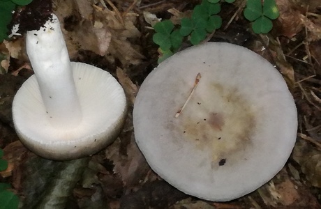 Grauvioletter Papageitäubling (Russula grisea) - © Bernard Wieser