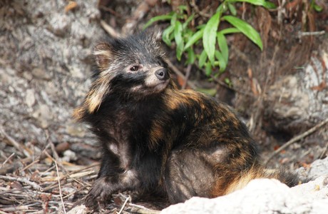 Marderhund (Nyctereutes procyonides) - © Botond Kiss