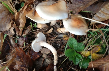 Orangefalbener Schneckling (Hygrophorus unicolor) - © Bernard Wieser