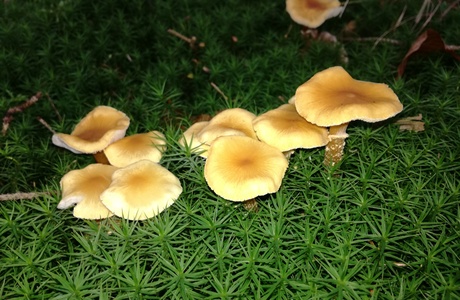 Amiant-Körnchenschirmling (Cystoderma amianthinum) - © Bernard Wieser