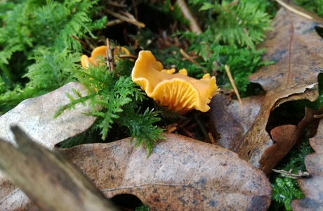 Eierschwamm (Cantharellus cibarius) - © Bernard Wieser