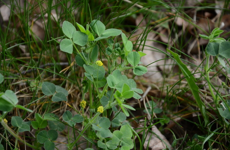 Hopfenklee (Medicago lupulina) - © Bernard Wieser