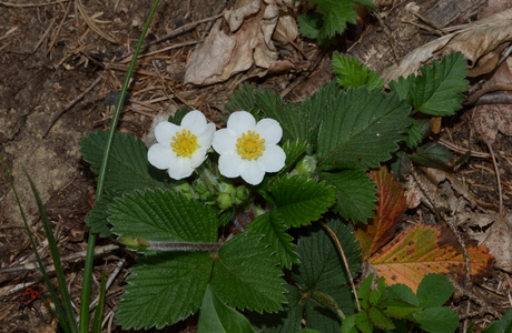 Zimt-Erdbeere (Fragaria moschata) - © Bernard Wieser Zimt-Erdbeere (Fragaria moschata) - © Bernard Wieser