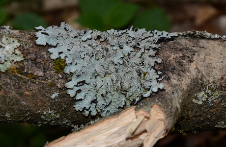 Sulcatflechte (Parmelia sulcata) - © Bernard Wieser
