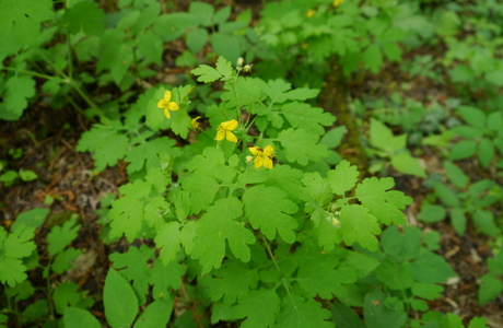 Schöllkraut (Chelidonium majus) - © Patrick Schwager Schöllkraut (Chelidonium majus) - © Patrick Schwager