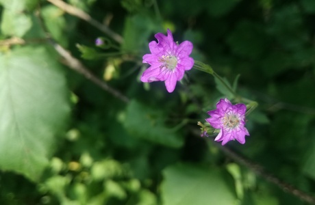Pyrenäen-Storchenschnabel (Geranium pyrenaicum) - © Bernard Wieser Pyrenäen-Storchenschnabel (Geranium pyrenaicum) - © Bernard Wieser