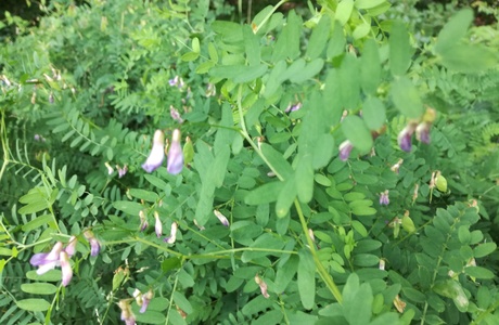 Kaschuben-Wicke (Vicia cassubrica) - © Bernard Wieser Kaschuben-Wicke (Vicia cassubrica) - © Bernard Wieser