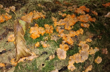 Orangeroter Kammpilz (Phlebia radiata) - © Bernard Wieser