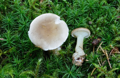 Keulenfuß-Trichterling (Ampulloclitocybe clavipes) - © Michaela und Gernot Friebes