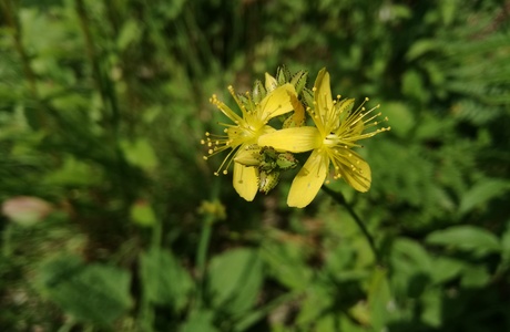 Behaartes Johanniskraut (Hypericum hirsutum) - © Bernard Wieser