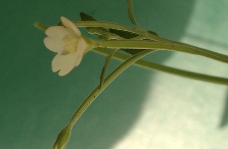 Berg-Weidenröschen (Epilobium montanum) - © Bernard Wieser
