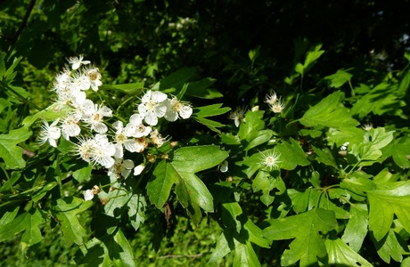 Eingriffeliger Weißdorn (Crataegus monogyna) - © Karoline Kreimer-Hartmann