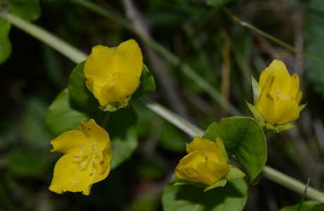 Pfennigkraut (Lysimachia nummularia) - © Bernard Wieser Pfennigkraut (Lysimachia nummularia) - © Bernard Wieser