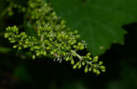 Weinrebe (Vitis vinifera x labrusca x riparia) - © Bernard Wieser Weinrebe (Vitis vinifera x labrusca x riparia) - © Bernard Wieser