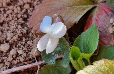 Behaartes Veilchen (Viola hirta) - © Bernard Wieser