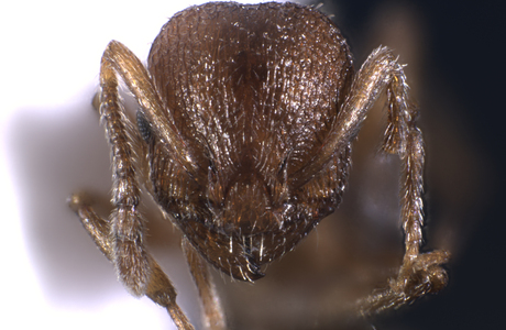 Hellbraune Schmalbrustameise  (Temnothorax clypeatus) - © Herbert C. Wagner