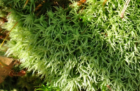 Gemeines Weißmoos (Leucobryum glaucum) - © Michael Suanjak