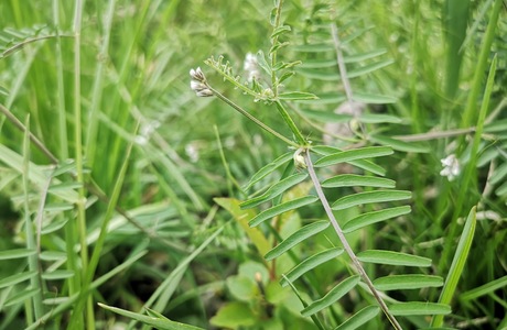 Ackerwicke (Vicia hirsuta) - © Bernard Wieser
