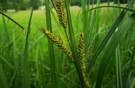 Schnabel-Segge (Carex rostrata) - © Bernard Wieser Schnabel-Segge (Carex rostrata) - © Bernard Wieser