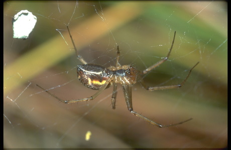 Gemeine Baldachinspinne (Linyphia triangularis) - © Christian Komposch
