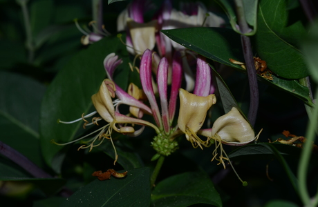 Wald-Geißblatt (Lonicera peryclimenum) - © Bernard Wieser