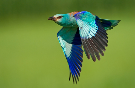 Blauracke (Coracias garrulus)