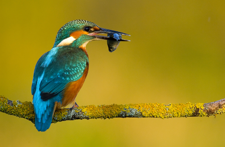 Eisvogel (Alcedo atthis)