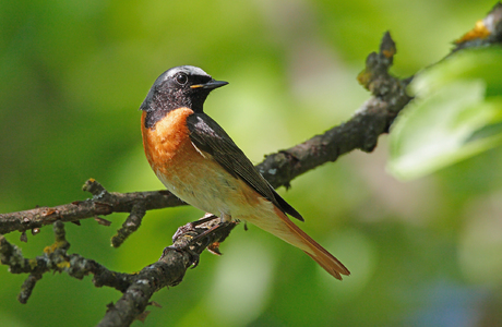Gartenrotschwanz (Phoenicurus phoenicurus)