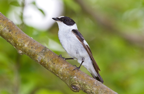 Halsbandschnäpper (Ficedula albicollis)