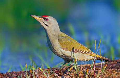 Grauspecht (Picus canus)