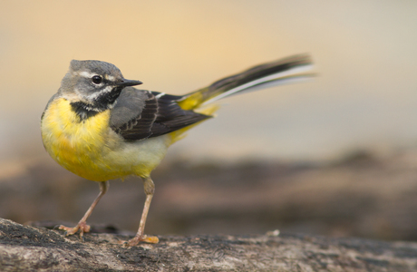 Gebirgsstelze (Motacilla cinerea)