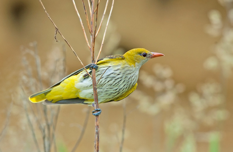 Pirol (Oriolus oriolus)