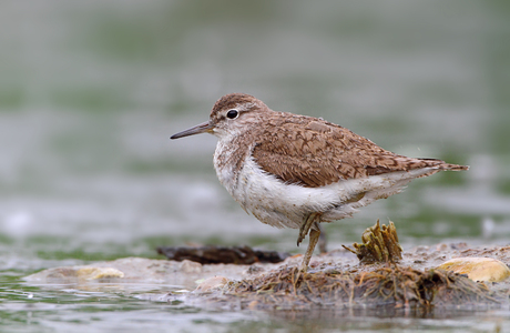 Flußuferläufer (Actitis hypoleucos)