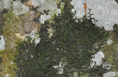 Breites Wassersackmoos (Frullania dilatata) - © Michael Suanjak