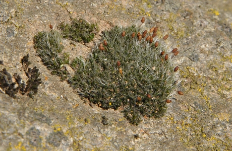 Polster-Kissenmoos (Grimmia pulvinata) - © Michael Suanjak