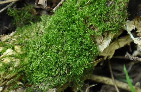 Glattstieliges Kurzbüchsenmoos (Brachythecium salebrosum) - © Michael Suanjak