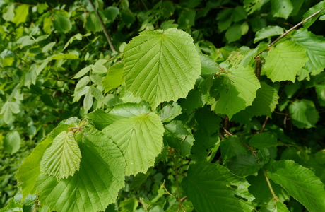 Gewöhnliche Hasel (Corylus avellana) - © Patrick Schwager Gewöhnliche Hasel (Corylus avellana) - © Patrick Schwager