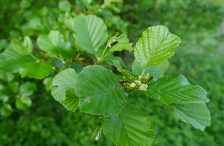 Schwarzerle (Alnus glutinosa) - © Patrick Schwager
