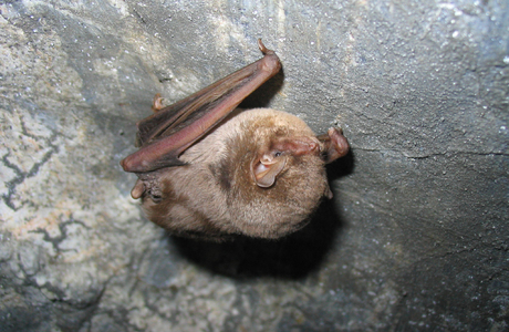 Langflügelfledermaus (Miniopterus schreibersii) - © Oliver Gebhardt