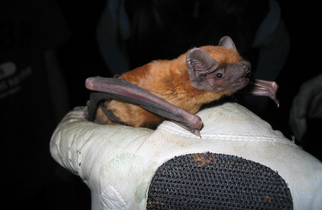 Abendsegler (Nyctalus noctula) - © Oliver Gebhardt Abendsegler (Nyctalus noctula) - © Oliver Gebhardt