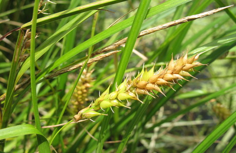 Blasen-Segge (Carex vesicaria) - © Patrick Schwager Blasen-Segge (Carex vesicaria) - © Patrick Schwager