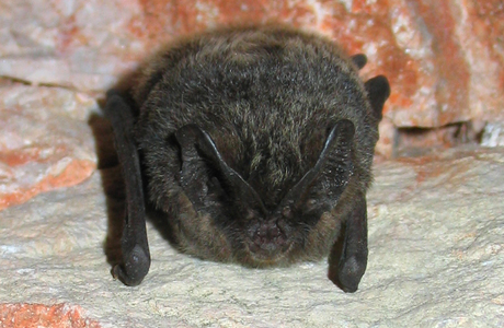 Mopsfledermaus (Barbastella barbastellus) - © Oliver Gebhardt